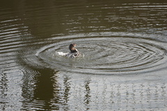 Podilymbus podiceps