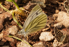 Pieris bryoniae