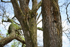 Tillandsia aeranthos