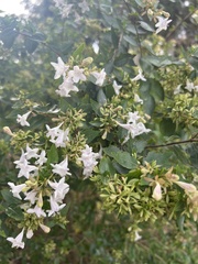 Murraya paniculata
