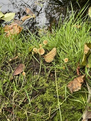 Galerina semilanceata