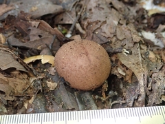 Geastrum javanicum