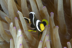 Amphiprion akindynos