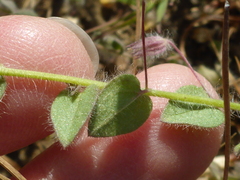 Kickxia elatine
