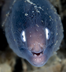 Gymnothorax thyrsoideus