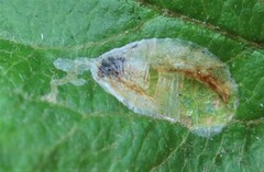 Callisto denticulella