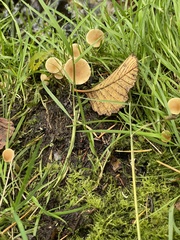 Galerina semilanceata