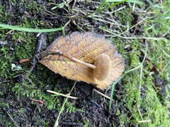 Galerina semilanceata