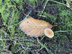 Galerina semilanceata