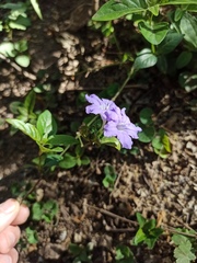 Ruellia erythropus