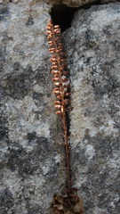 Umbilicus horizontalis