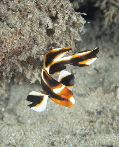 Lesson's sweetlips (Plectorhinchus lessonii) — Haemulidae