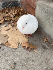 Columba livia domestica