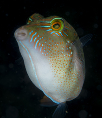 Canthigaster bennetti