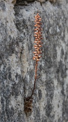 Umbilicus horizontalis