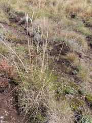 Tenaxia disticha