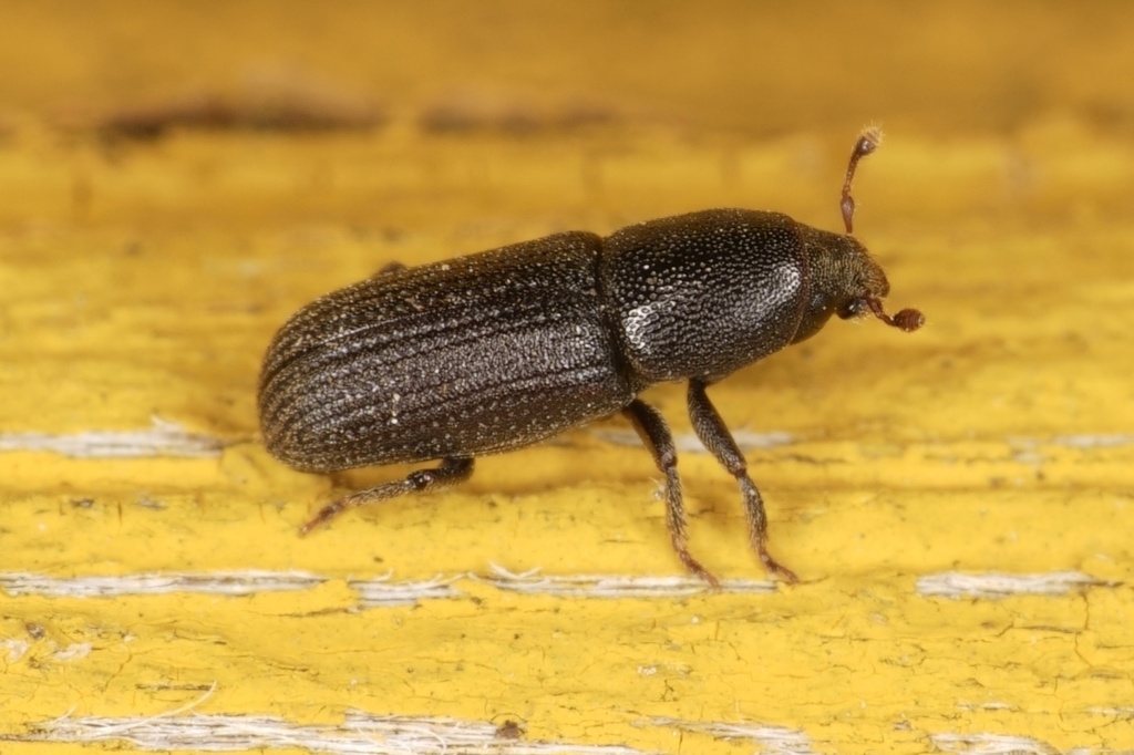 Hylastes cunicularius