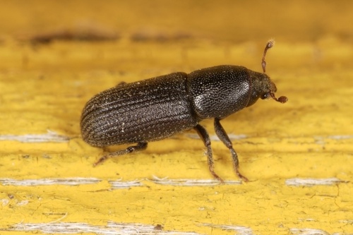Hylastes cunicularius