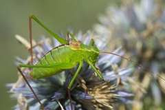 Leptophyes laticauda