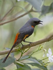 Pericrocotus cinnamomeus