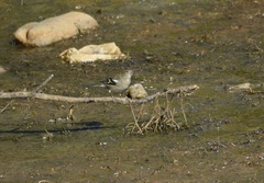 Fringilla coelebs africana