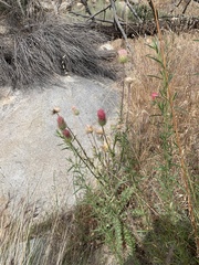 Cirsium arizonicum