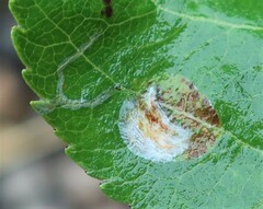 Callisto denticulella