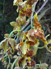 Rudolfiella