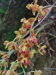 Rudolfiella