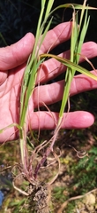 Bromus hordeaceus