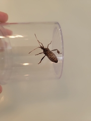 Leptoglossus occidentalis