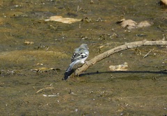 Fringilla coelebs africana