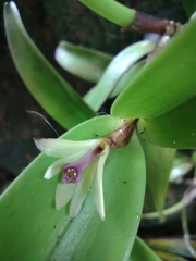 Scaphyglottis