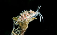Cratena lineata