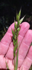 Bromus hordeaceus