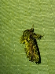 Callopistria ludovici