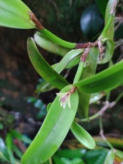 Scaphyglottis