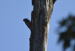 Dendrocopos major numidus