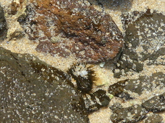 Aulactinia veratra