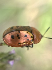 Conchyloctenia punctata