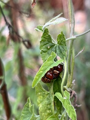 Conchyloctenia punctata