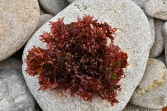 Chondrus crispus