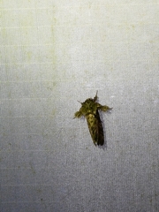 Callopistria ludovici