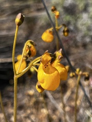 Calceolaria biflora