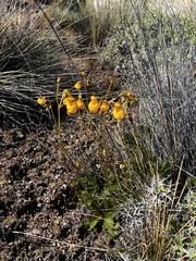 Calceolaria biflora