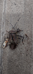 Pachylis argentinus