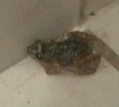 Eleutherodactylus nitidus