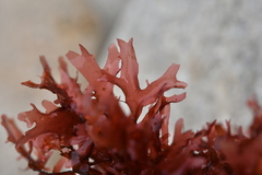 Chondrus crispus