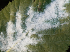 Phylloplecta tripunctata