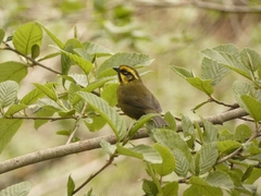 Atlapetes citrinellus